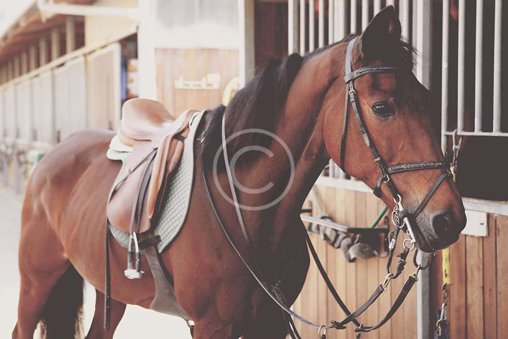 Joy of a Saddle Ride